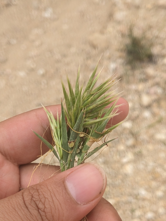 בואסיירה מצויצת  צולם על ידי יואב רמון 