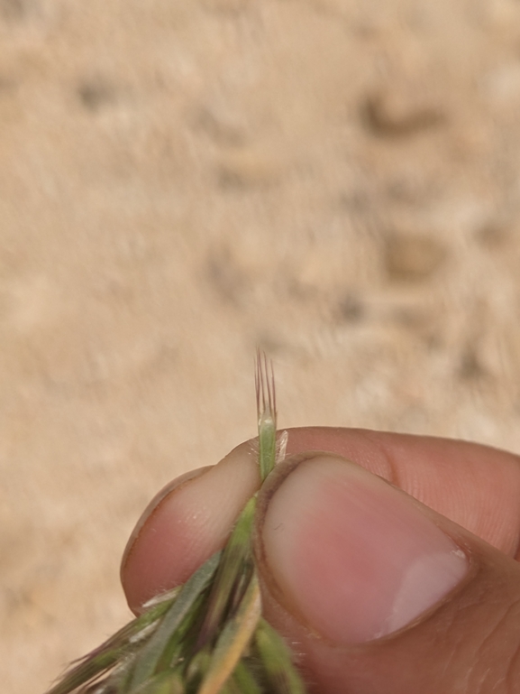 בואסיירה מצויצת  צולם על ידי יואב רמון 