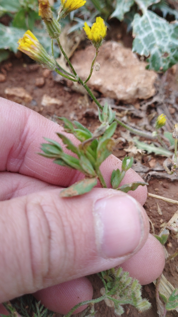 סגולית הכלאיים  צולם על ידי יהונתן רונס 