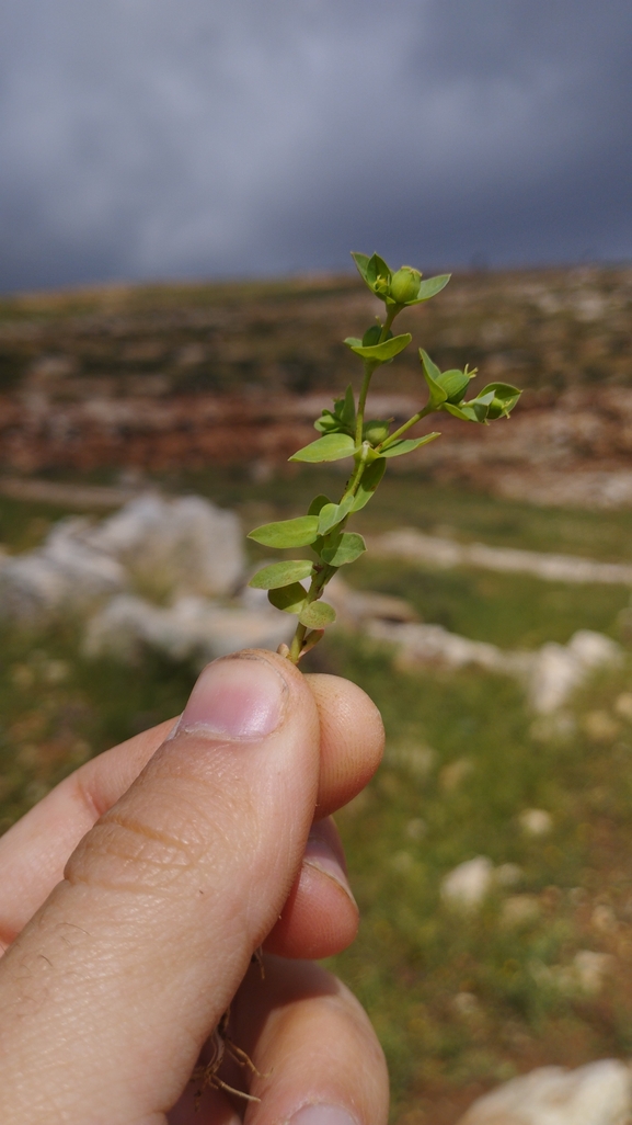 חלבלוב עב-זרע  צולם על ידי יהונתן רונס 