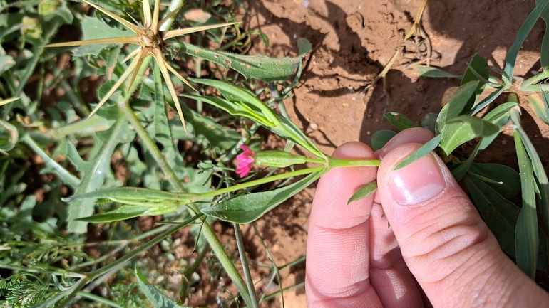 ציפורנית דביקה  צולם על ידי יצחק כהן 