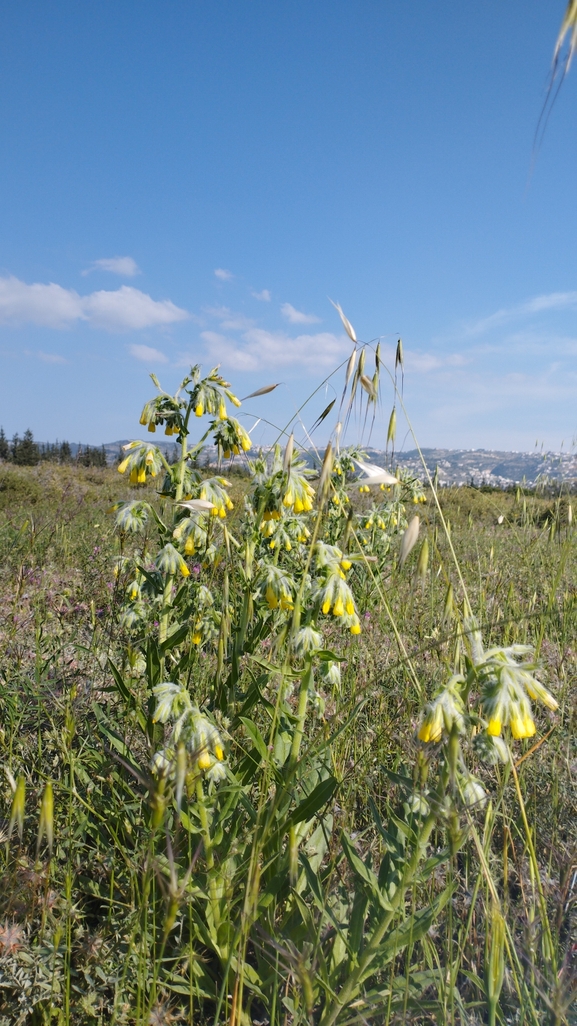 סומקן ענקי  צולם על ידי יהונתן רונס 