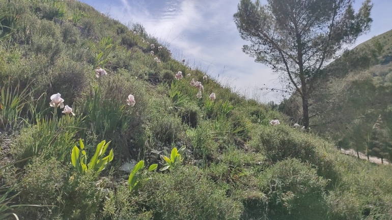 אירוס הדור  צולם על ידי גבריאלה שני 