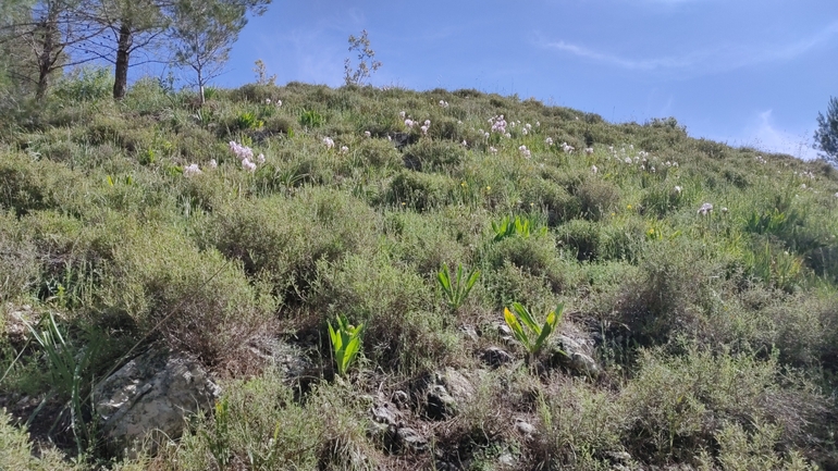 אירוס הדור  צולם על ידי גבריאלה שני 