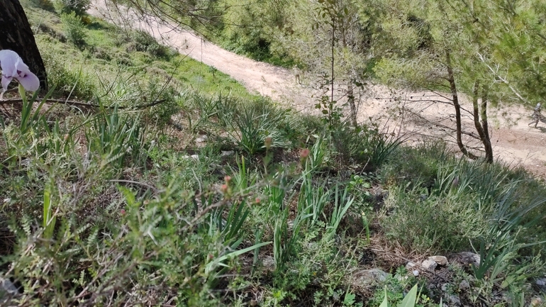 אירוס הדור  צולם על ידי גבריאלה שני 