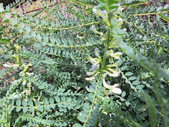 אירוס הגלבוע  צולם על ידי טליה אורון 