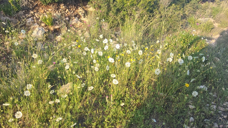 אירוס הגלבוע  צולם על ידי ליעד כהן 