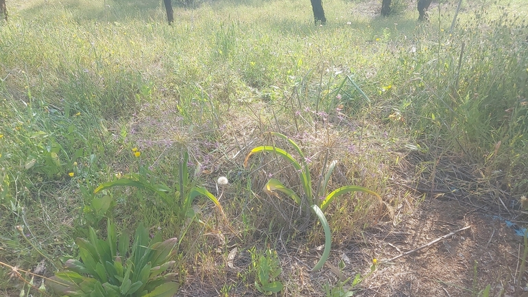 Schubert's Garlic, Tumble Garlic  photographed by ענבר שניצר 