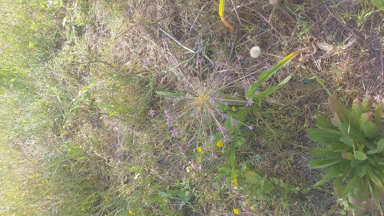 Schubert's Garlic, Tumble Garlic  photographed by ענבר שניצר 