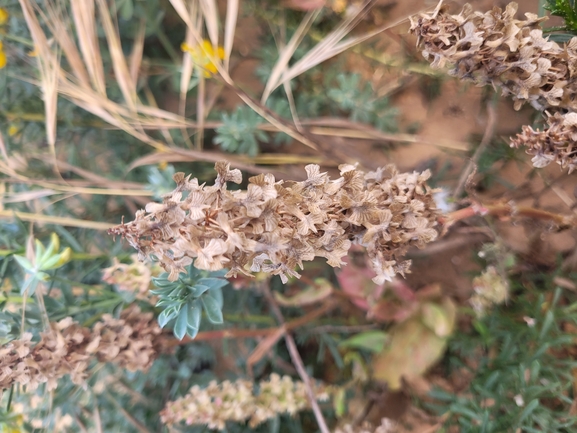 חומעת האווירון  צולם על ידי אור מילשטיין 