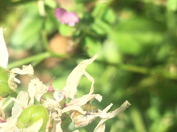 Allium meronense  