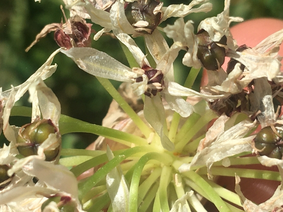 Allium meronense  