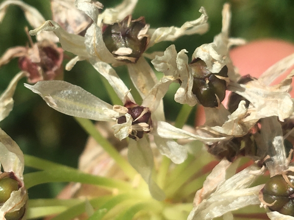 Allium meronense  