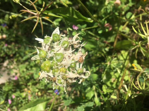 Allium meronense  