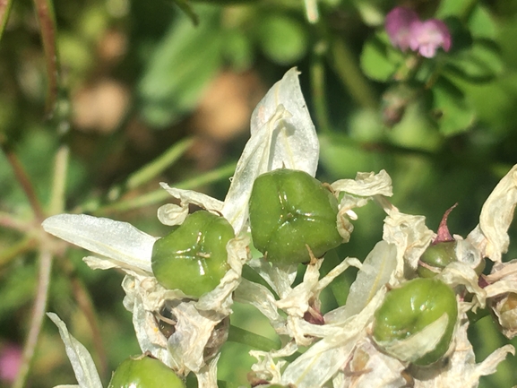 Allium meronense  