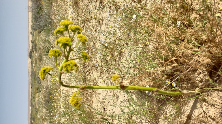 אירוס הגלבוע  צולם על ידי אודי קולומבוס 