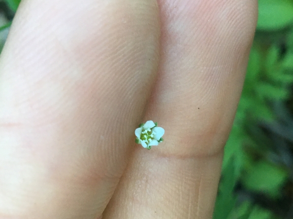 Trembling Sandwort  