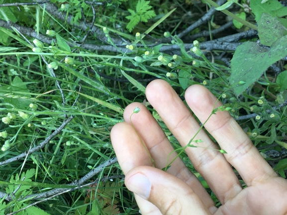 Trembling Sandwort  