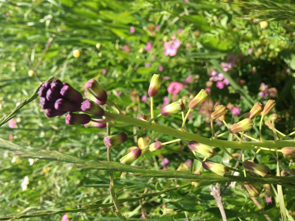 זמזומית ארוכה  צולם על ידי בר שמש 