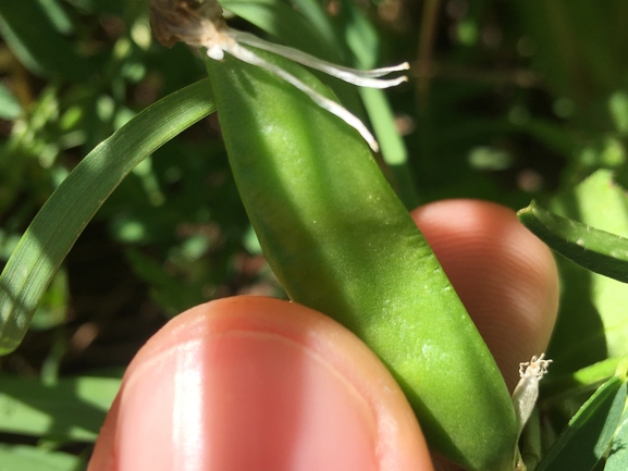 בקיית יזרעאל  צולם על ידי בר שמש 