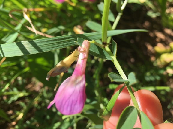 בקיית יזרעאל  צולם על ידי בר שמש 