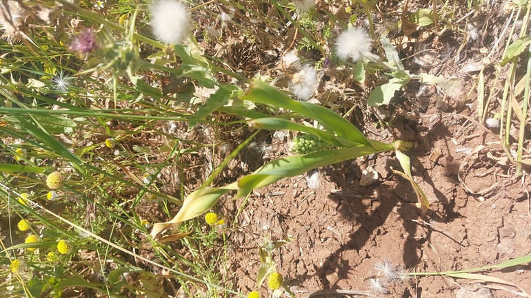 נץ-חלב חום  צולם על ידי עופרה פרידמן 