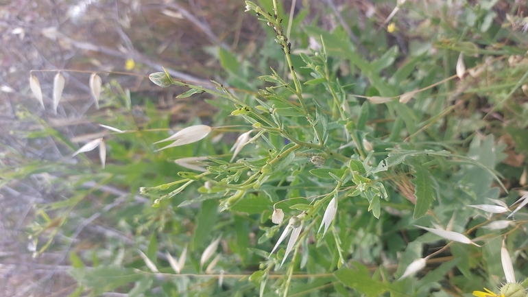 דרדר אשקלון  צולם על ידי עופרה פרידמן 