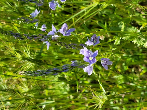 ורוניקה קירחת  צולם על ידי גלעד וייל 