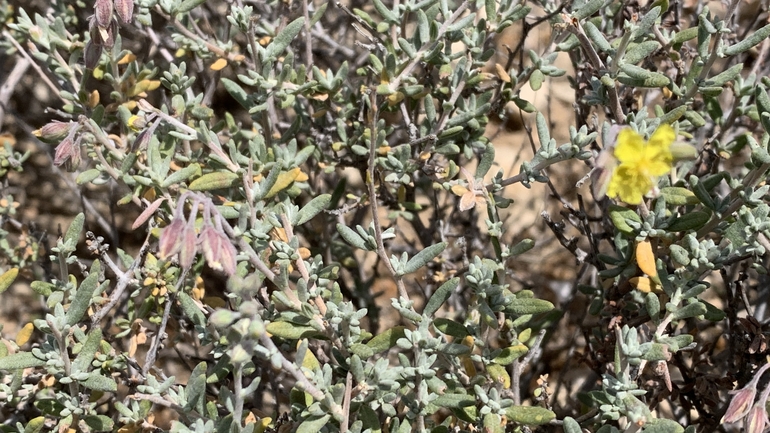 אירוס הגלבוע  צולם על ידי שקד בחבוט 