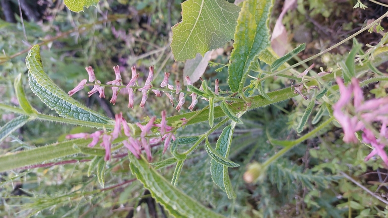 עשנן הגליל  צולם על ידי עופרה פרידמן 