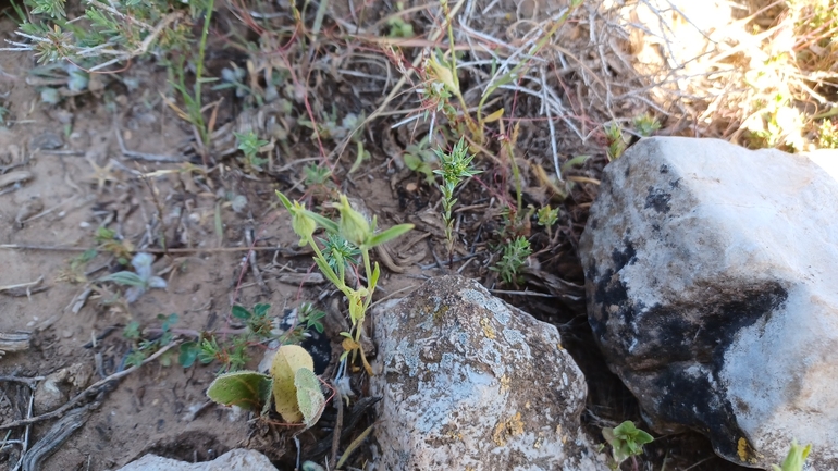 ציפורנית משוננת  צולם על ידי ניסים פרימו 