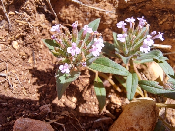 אירוס הגלבוע  צולם על ידי אריאל קדם 