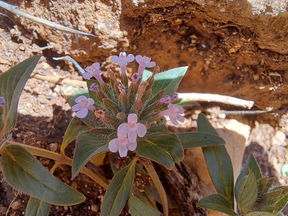 אירוס הגלבוע  צולם על ידי אריאל קדם 