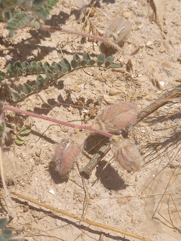 אירוס הגלבוע  צולם על ידי גלעד וייל 