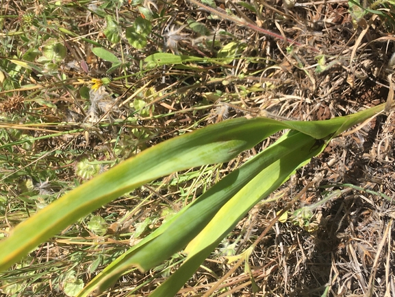 Tawny Star-of-Bethlehem  