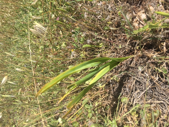 Tawny Star-of-Bethlehem  