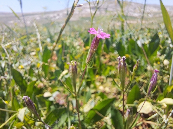 ציפורנית דביקה  צולם על ידי יצחק כהן 