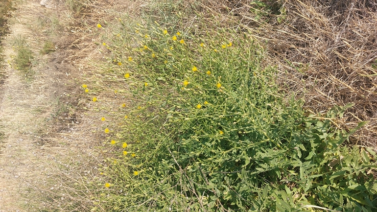 דרדר אשקלון  צולם על ידי עופרה פרידמן 