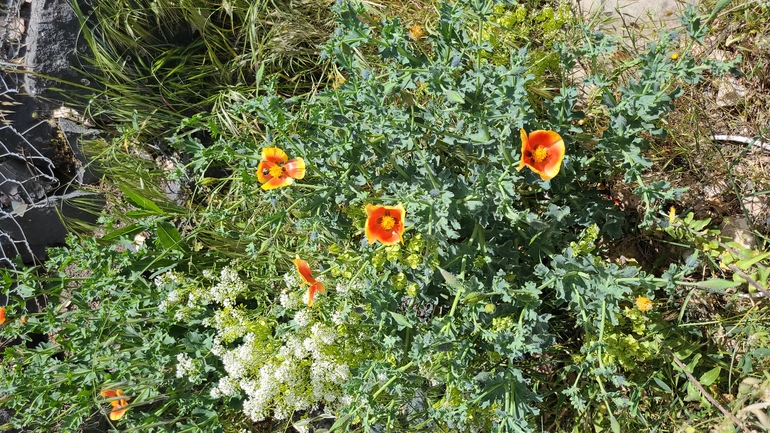 Smooth-fruited Horned Poppy, Mountain Horned Poppy  