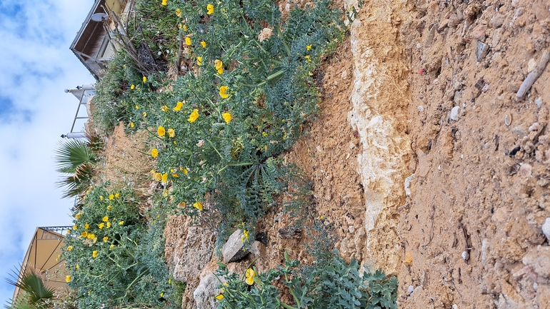 פרגה צהובה  צולם על ידי יצחק כהן 