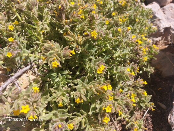 Yellow Gromwell, Yellow Bugloss  photographed by לירז כברה 