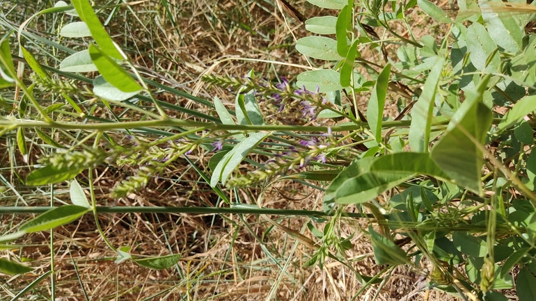 שוש קירח  צולם על ידי נעם שגב 