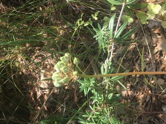 Allium dumetorum  