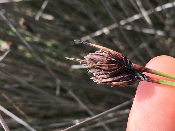 Black Bogrush, Blackish Sedge  