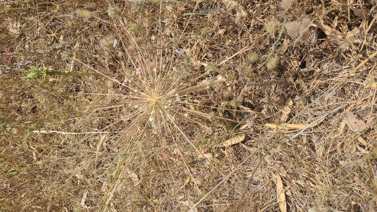 Schubert's Garlic, Tumble Garlic  photographed by גונן בהיר 