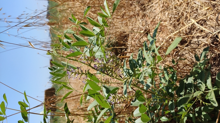 שוש קירח  צולם על ידי נעם שגב 