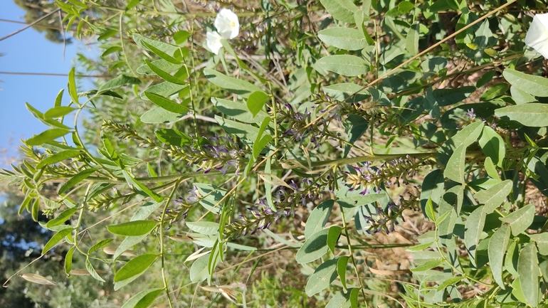 שוש קירח  צולם על ידי נעם שגב 