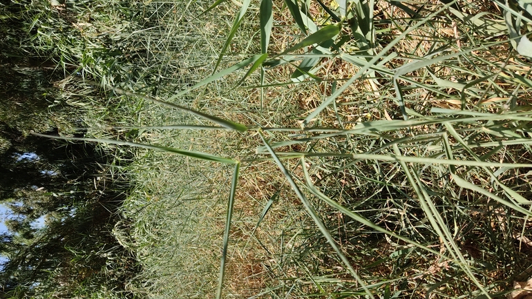 נסמנית קיפחת  צולם על ידי נעם שגב 