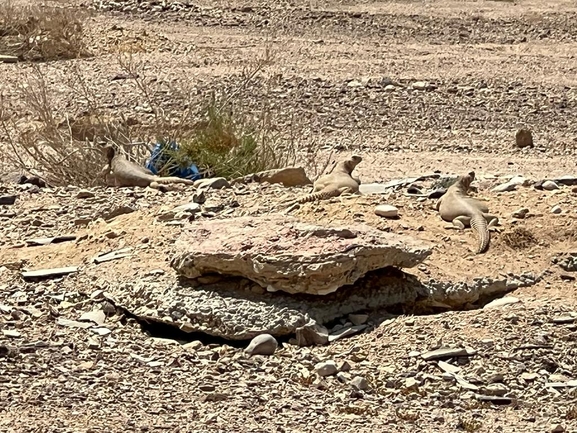 אירוס הגלבוע  צולם על ידי דורון ניסים 