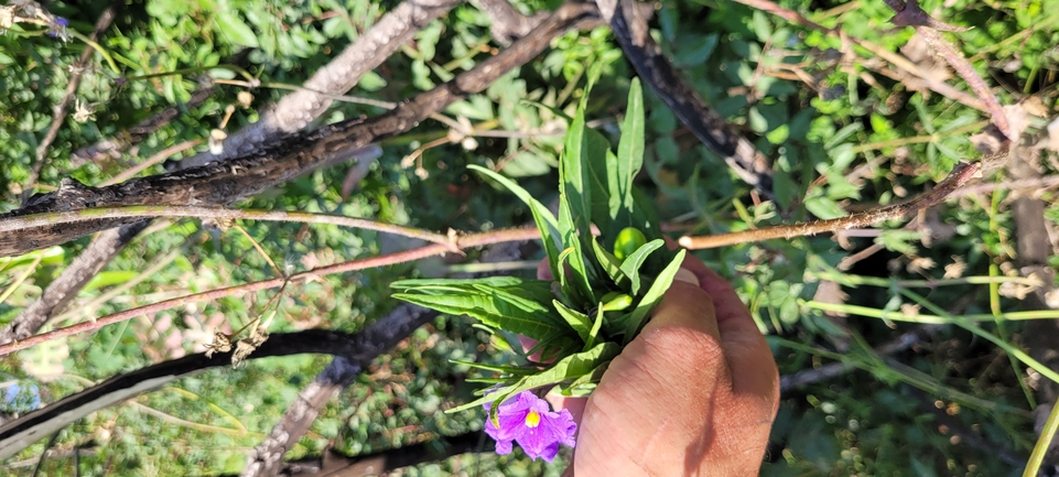 אירוס הגלבוע  צולם על ידי טניה בירד 